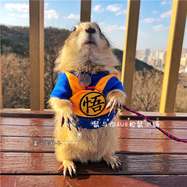 Black-tailed marmot small clothes selling cute photos, cute and cute, suitable for kittens and puppies (Wukong outfit)