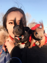 Squirrel clothes super cute couple squirrel outfit Mickey Minnie highly restored animation winter warmth (Mickey Mouse)