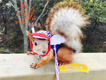 Squirrel clothes sell cute and warm in winter