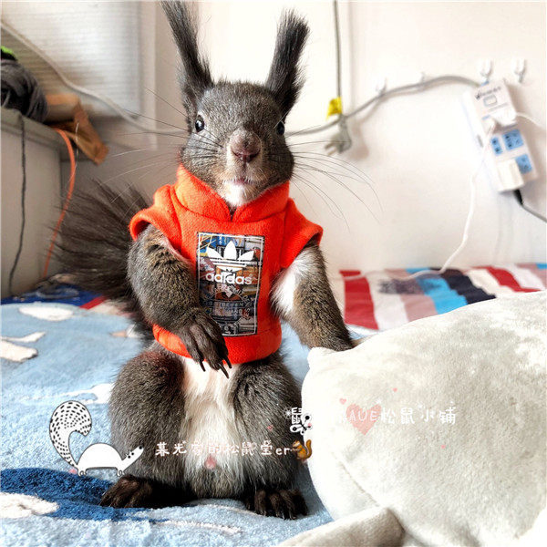 Black-tailed groundhog clothes Devil squirrel snow squirrel custom squirrel summer small clothes can be customized