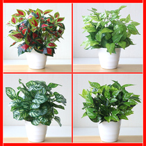 Simulation bonsai green Diola decoration indoor and outdoor living room ornaments plant plastic potted fake flower green plant