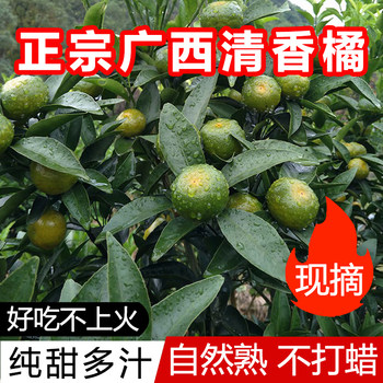 Guilin fragrance tangerine first love fruit brazilian mandarin