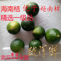 Hainan green kumquat 1 catty green small orange acid kumquat tea bar Water bar with a selection of 1 catty 45 or so