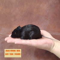 Мышь из натуральной кожи, черная, маленькая