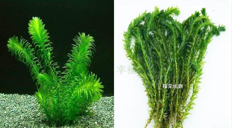 蜈蚣草水蕴草水族箱造景新手水草无需co2 最后8小时 蜈蚣草 水族箱 水草 造景 无需途虎网