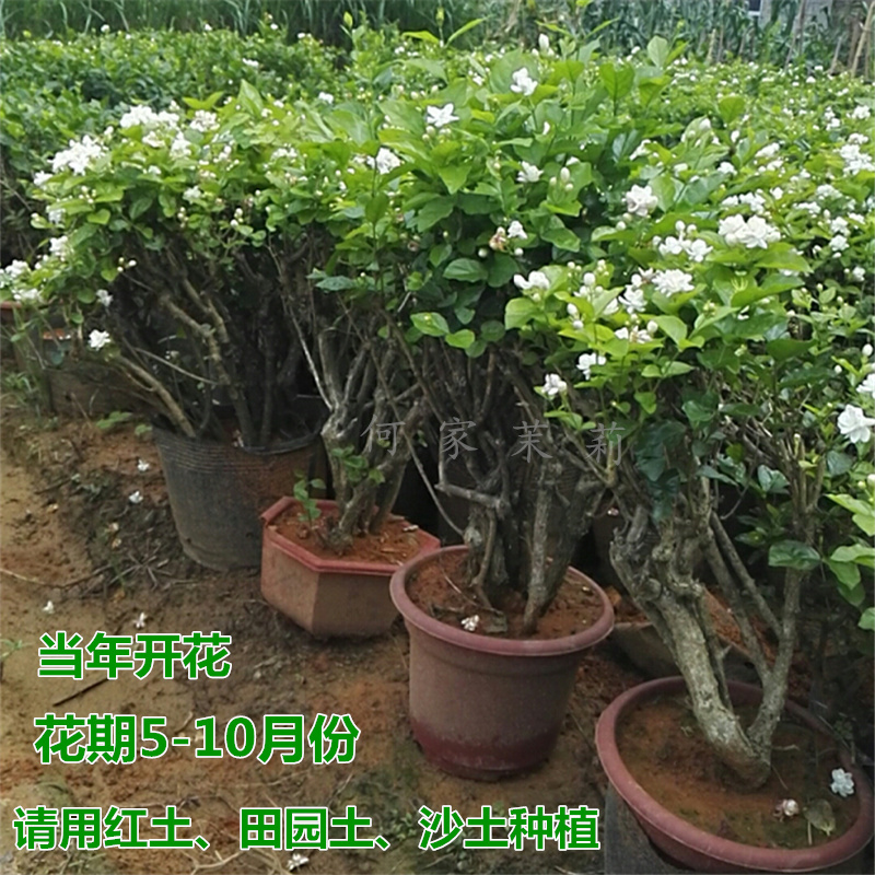 横县双重瓣茉莉花苗茉莉花盆栽盆景盆栽花卉香味室内阳台庭院绿植