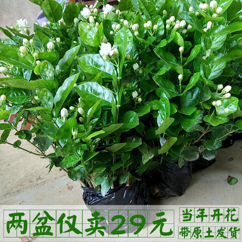 限时满百减十横县茉莉花盆栽花苗盆景植物花卉盆栽种子室内阳台庭