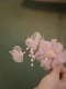 [樱花粉铃兰缠花版]
