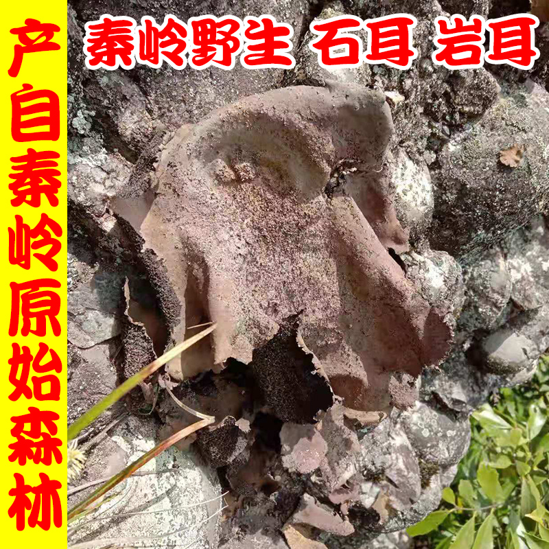 Qinling wild stone ear dry goods special grade 100 grams Hunan Zhangjiajie stone ear Anhui Huangshan rock ear cliff mushroom