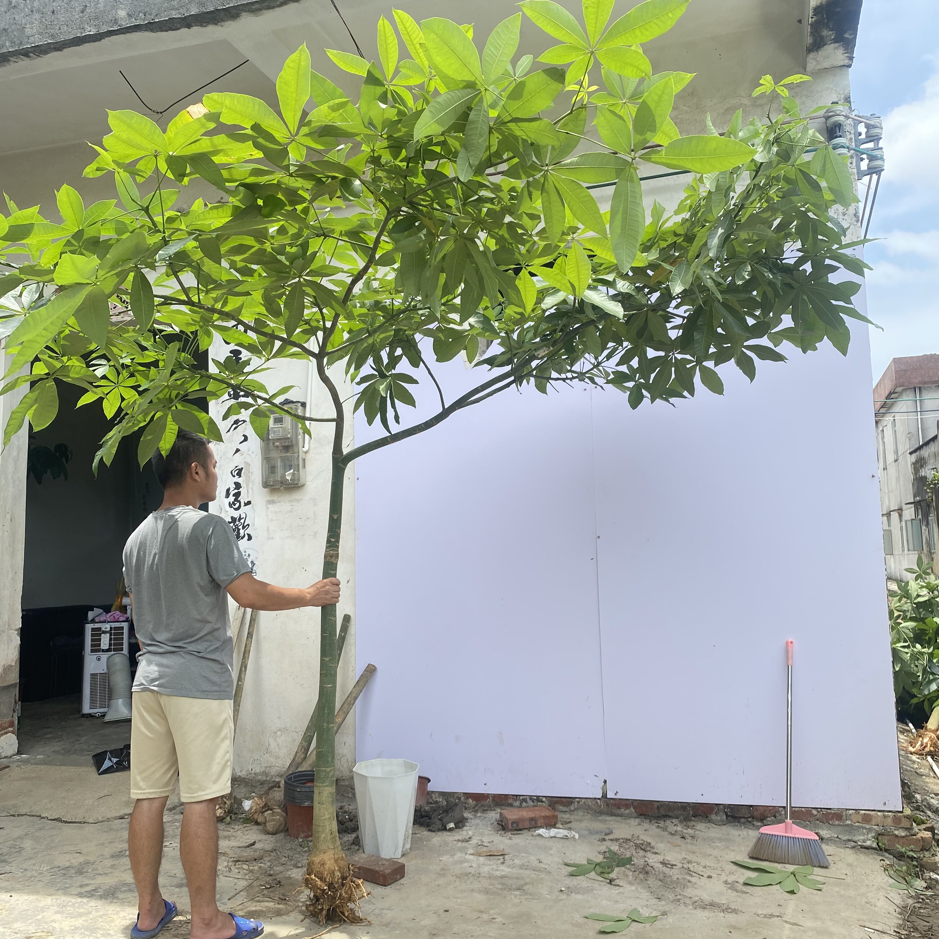 原生态发财树种植基地的LOGO