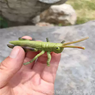 Children's simulation insect model Bee butterfly Ant grasshopper Mantis Seven-star ladybug grasshopper spider animal toy