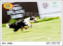 Special Price Original Photographic Work-Running Dog High-definition Digital Electronic Photo Wall Paper Material Pet Side Pasture