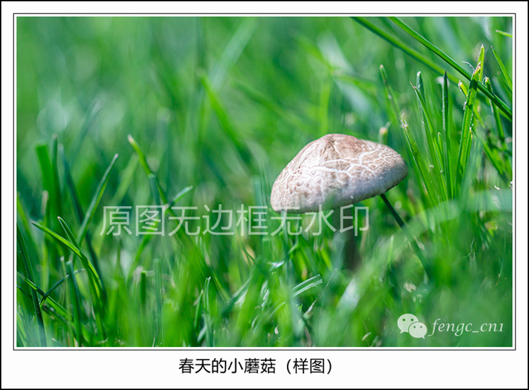Original photographic work Spring's small mushroom high-definition digital electronic photo photo material flower micro-pitch spring view
