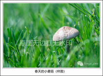 Original photographic work Springs small mushroom high-definition digital electronic photo photo material flower micro-pitch spring view