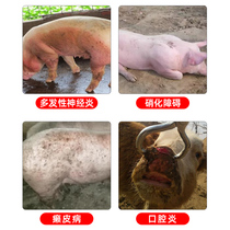 Veterinary drug compound vitamin B injection liquid veterinary pig cattle sheep and rabbit B1B2B6 Xiaoshio appetizer stomatitis injection