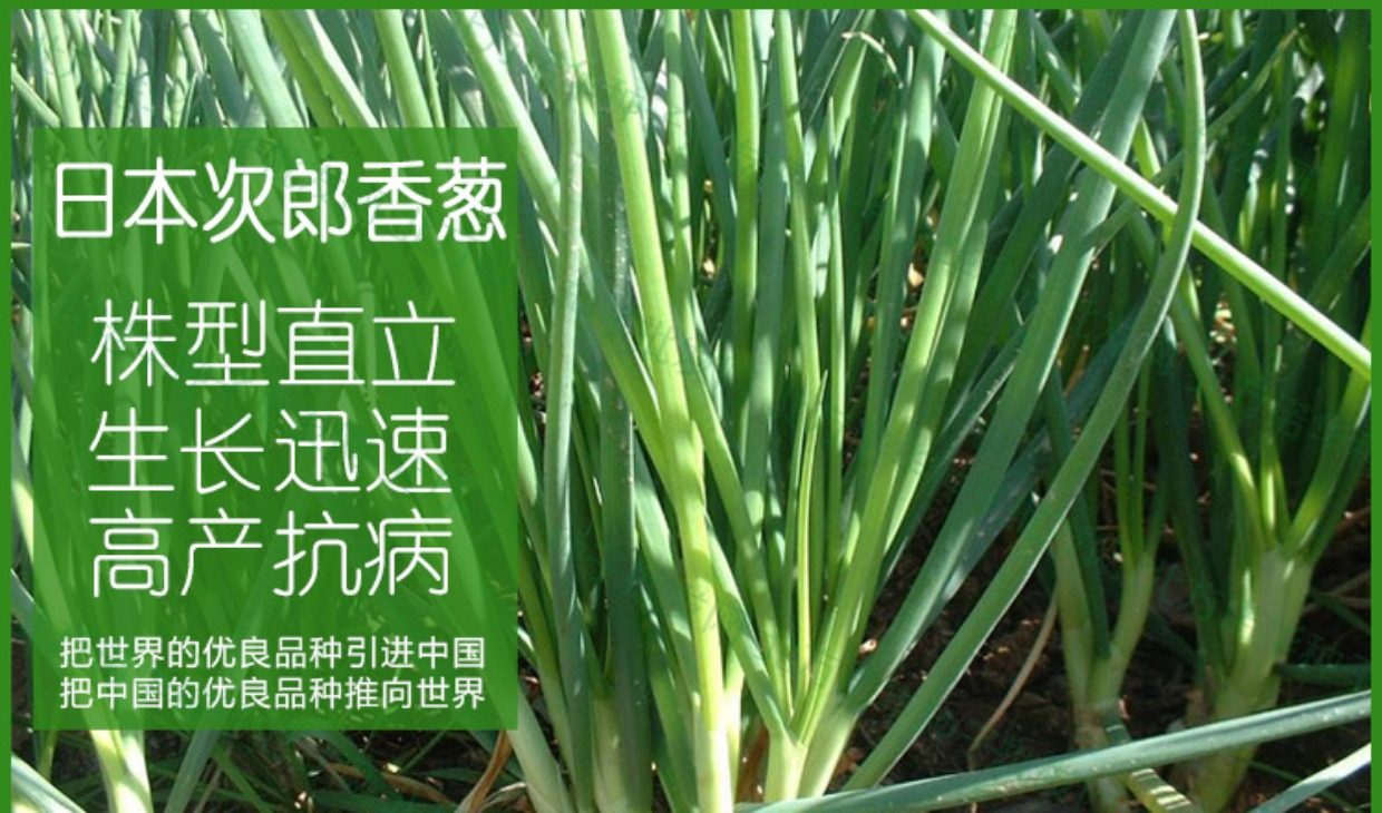 北方小葱,在家,秋季_大山谷图库