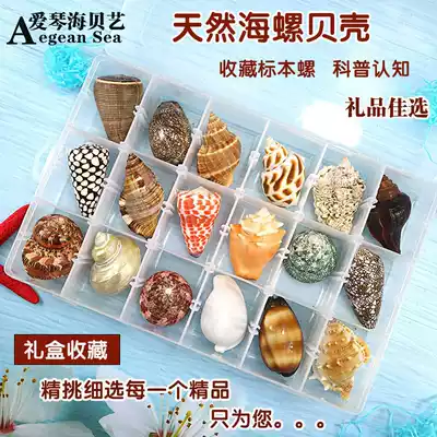 Natural conch shell specimen snail sea star gift box marine biological science materials kindergarten children's preschool education gift