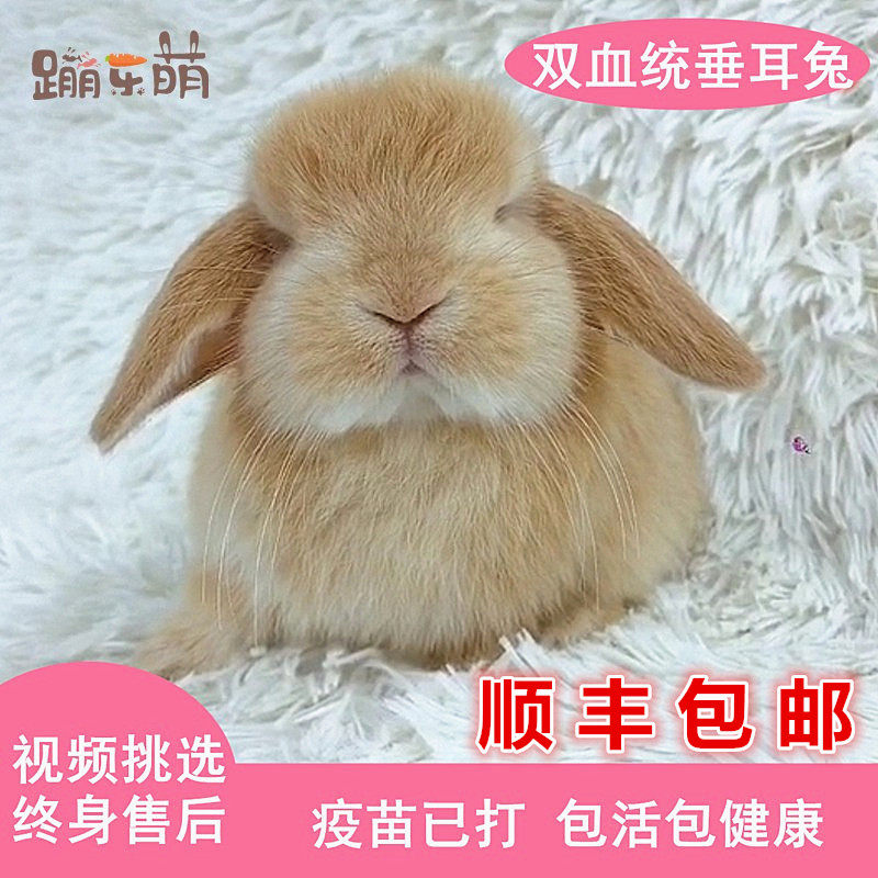 Imported single pair of peelles living cream white small deer Dutch rabbit folded ear rabbit large face Wenzhun Dormitory Pets