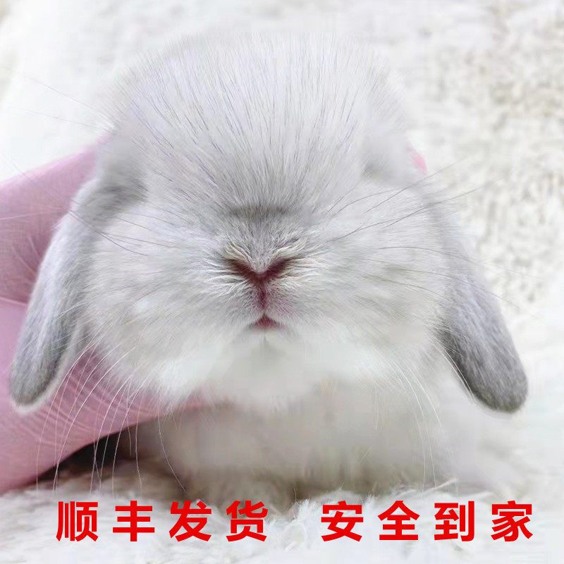 Pedigg Dutch Dodgers Ears Rabbit live Things Gay Cat Litter White Small Dorm Room Children Girl's Pet Rabbit