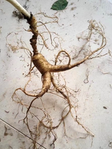 Fresh soil and forest seeds Changbai Mountain native products