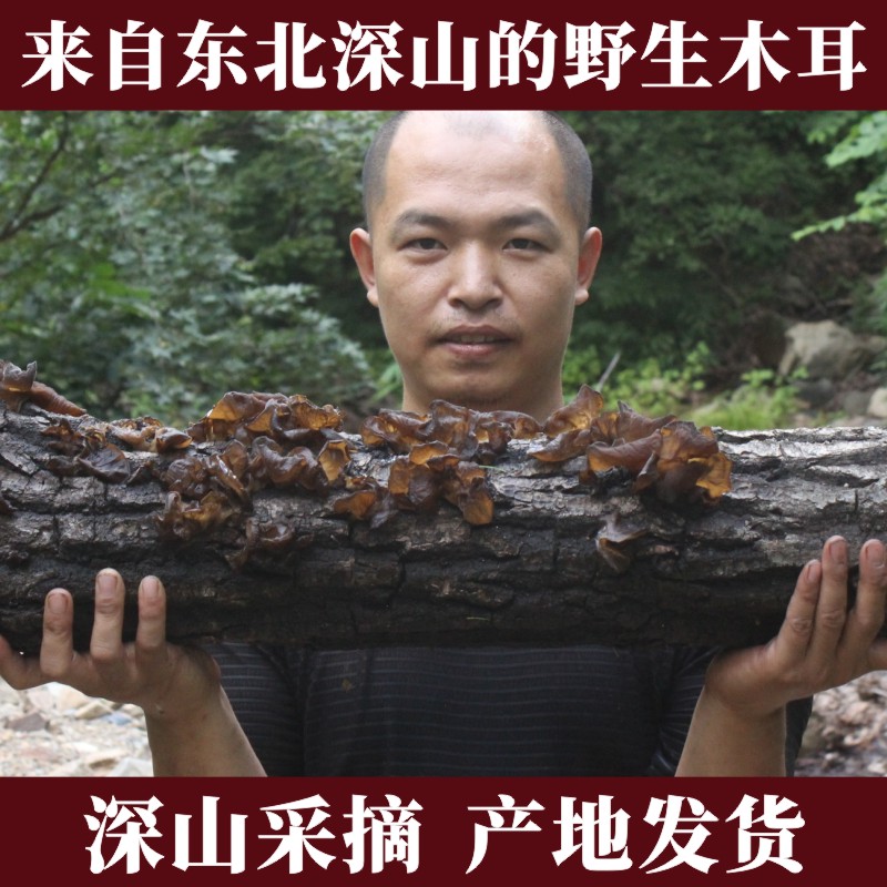 Changbai Mountain pure wild black fungus Northeast specialty dried fungus in bulk without root 500g special grade mountain autumn fungus dried
