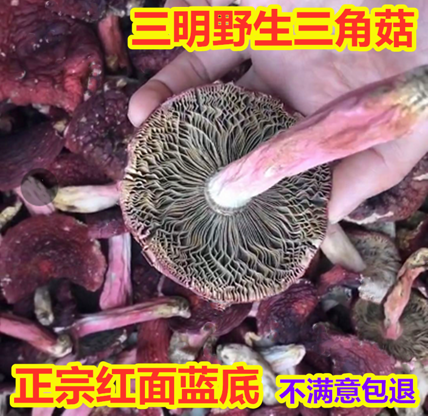 New Fujian Sanming wild authentic red face blue bottom red mushroom semi-open umbrella triangle mushroom Red mushroom dry goods 500g