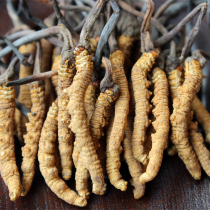 Wuguan Laodian Tibet Naqu high altitude Cordyceps 4 grams Qinghai Yushu Cordyceps king 1g4