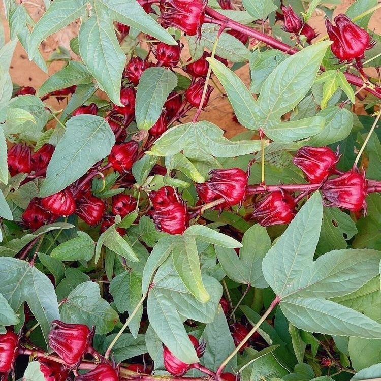 广东新鲜洛神花：当季花果绽放新滋味