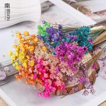 Brazilian natural air-dried mini daisies small fresh dried bouquets flower arrangements table decorations small star flowers