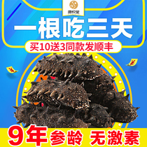 Sea cucumber dry goods Dalian light dry sea cucumber 50g 9 years Liaoning sea seepage auction 10 copies 500 grams aquatic dry goods 8A