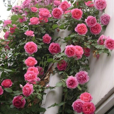 Fujimoto Rose Parade multi-flower climbing vine rose garden balcony potted flower plants