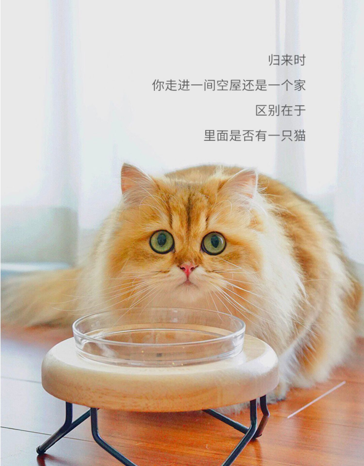 JoyCat UFO UFO món ăn giá rắn gỗ mèo thức ăn bát con chó bát vật nuôi bát gốm mèo thức ăn bát mèo cung cấp - Cat / Dog hàng ngày Neccessities bình nước tự động cho chó