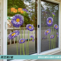 2 голландская хризантема