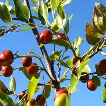 Wild wild jujube Wuxiang snacks small red dates original ecological Shanxi wild jujube sour and refreshing green no additives
