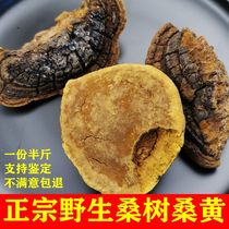 Authentic wild Mulberry Mulberry gold-edged Phellinus small Phellinus Wang Ganoderma lucidum Tibetan Phellinus half a catty can be cut