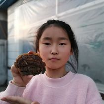 Wild Phnom Penh Mori authentic Poplar Tree Mori Changbai Mountain Wild Ganoderma lucidum large dry 250g