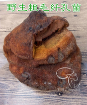 Changbai Mountain wild hairy portobacter coarse-haired Brown-hole fungus coarse-haired Brown-hole fungus Elm mushroom 250g