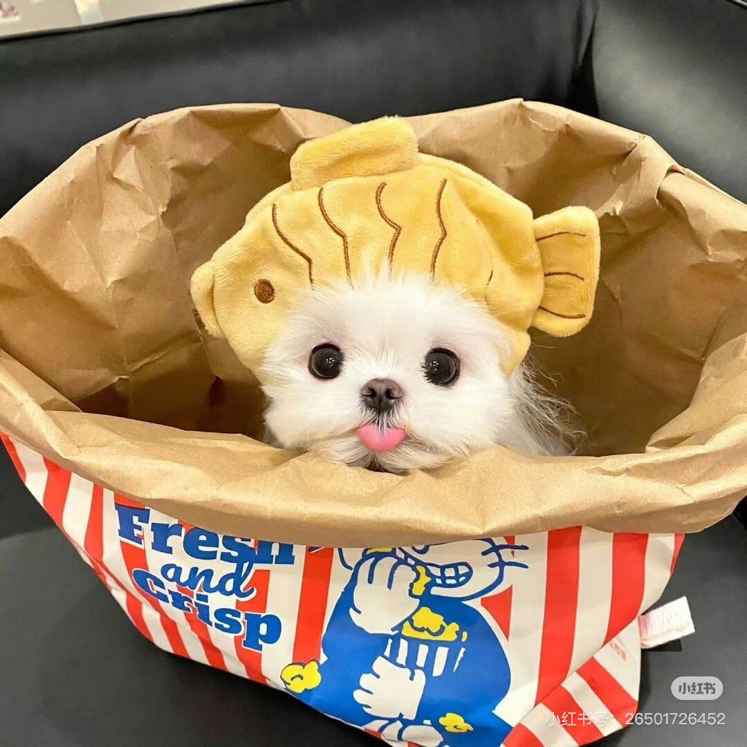 巴赫CKU精品犬舍的LOGO
