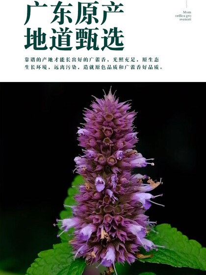 Authentic patchouli Chinese medicine 500g patchouli leaves fresh soil Huoxiang Chinese herbal medicine Huoxiang Peilan fragrant tea