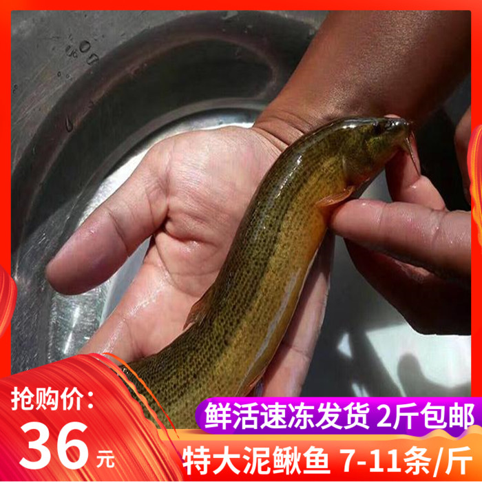 Northeast big loach fish extra large river loach live quick-frozen delivery freshwater open river fish 500g