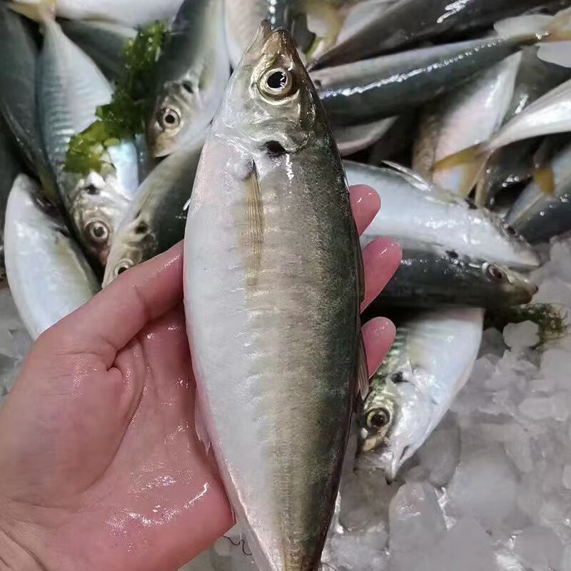 东山岛的海洋馈赠:巴浪鱼的独特魅力