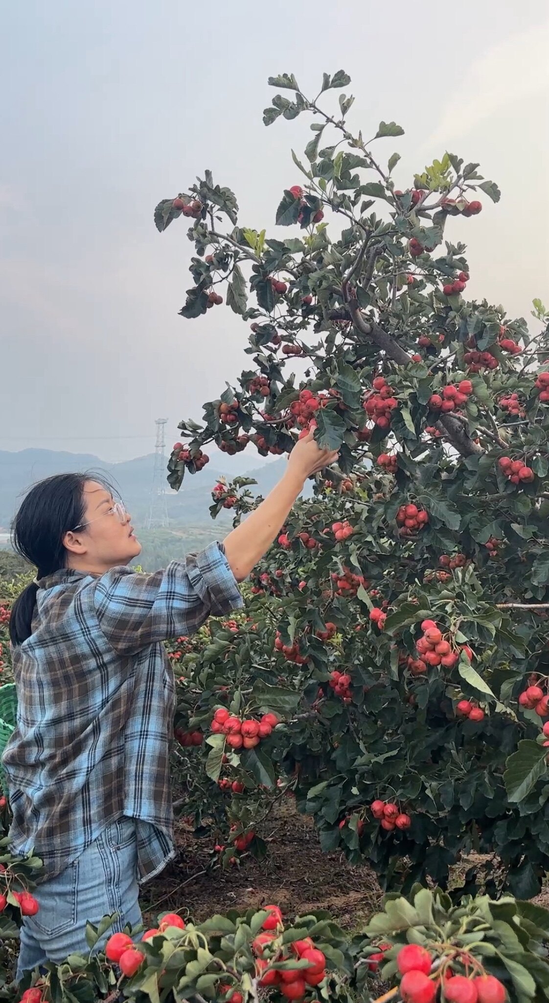 山楂园丁阿芬的LOGO