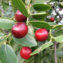 Production spéciale sauvage de tespinosae sauvage dans les montagnes Qinling à létat sauvage et sauvage dorigine sauvage de nature sauvage Zizyphus Ziziseed Zizyphinosae