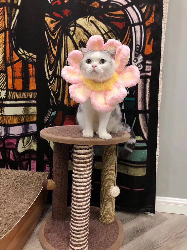 Six-six cat house quality invincialless good pet Three cat climbing racks