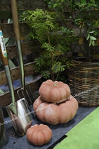 Fall in love with the garden) Garden groceries garden terrace decorated with bumper harvests