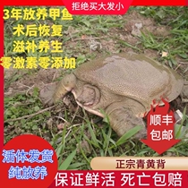 Weishan Lake outer pond stocking turtle live old turtle outer pond turtle water fish fish reunkish King eight fresh turtle 2kg