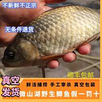 Wild crucian carp fresh water live fish fresh killing nourishing pregnant women month fish stew soup milk elderly children calcium supplement