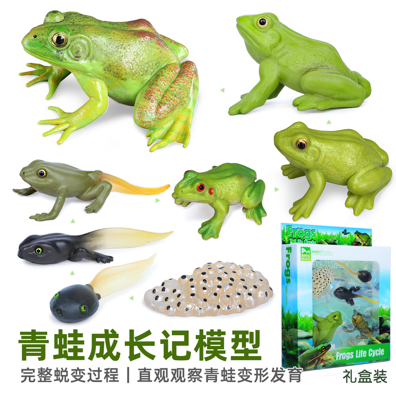Simulated Amphibian Model Frog Life Cycle Toy Tadpole Bullfrog Children's Educational Cognitive Gift Simulated Amphibian Model Frog Life Cycle Toy Tadpole Bullfrog Children's Educational Cognitive Gift