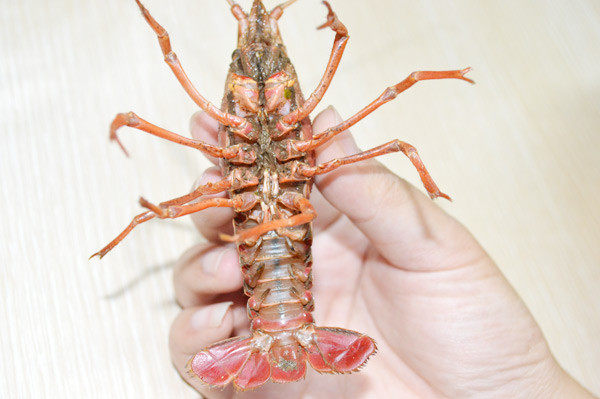 美国Jese jese破壁机 破壁料理机 变频破壁机 破壁机 三维变频技术 料理机 弹性素食 破壁料理机选变频