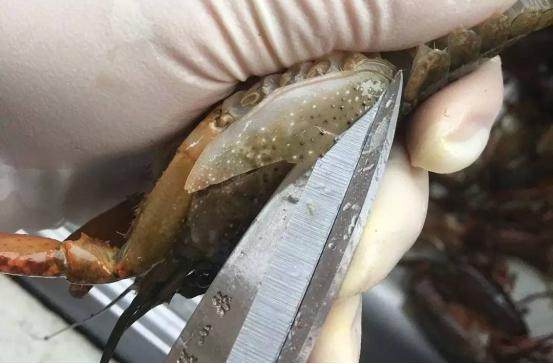 美国Jese jese破壁机 破壁料理机 变频破壁机 破壁机 三维变频技术 料理机 弹性素食 破壁料理机选变频